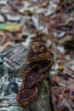 Phellinus gilvus image