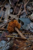Cortinarius distans image