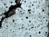 Stictis urceolata image