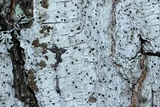 Stictis urceolata image