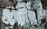 Stictis urceolata image