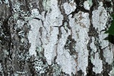 Stictis urceolata image