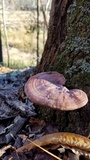 Ganoderma curtisii image
