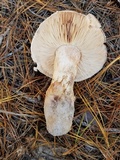 Tricholoma grave image