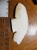 Tricholoma grave image