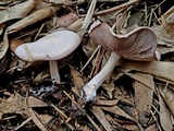 Lepista sordida image
