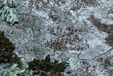 Lecanora hybocarpa image