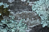 Lecanora hybocarpa image