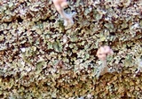Cladonia peziziformis image