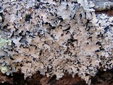 Parmotrema reticulatum image