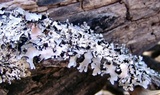 Parmotrema reticulatum image