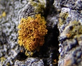 Xanthoria weberi image