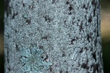 Lecanora hybocarpa image