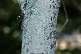 Lecanora hybocarpa image