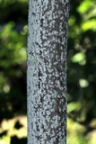 Lecanora hybocarpa image