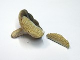 Arcangeliella desjardinii image