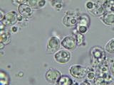 Rhodocollybia maculata image