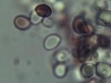 Rhodocollybia maculata image