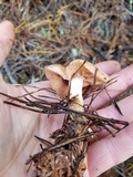 Rhodocollybia maculata image