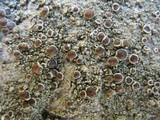 Lecanora campestris image