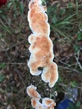 Gloeoporus dichrous image