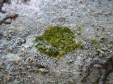 Lecanora campestris image