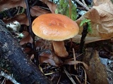 Lactarius subviscidus image