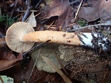 Lactarius subviscidus image