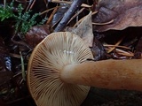 Lactarius subviscidus image