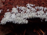 Mucronella calva image