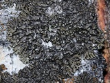 Phaeophyscia orbicularis image