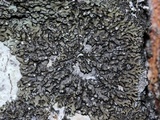 Phaeophyscia orbicularis image