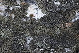 Phaeophyscia orbicularis image