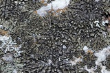 Phaeophyscia orbicularis image