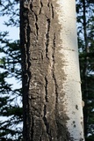 Phaeophyscia orbicularis image