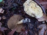 Cortinarius infractus image