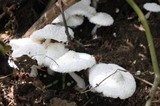 Leucocoprinus cretaceus image