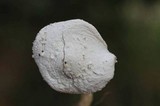 Leucocoprinus cretaceus image