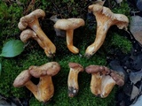 Cantharellus lewisii image
