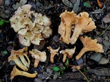 Cantharellus lewisii image