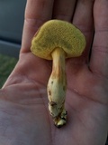 Boletus subfraternus image