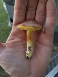 Boletus subfraternus image