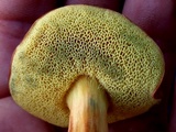 Boletus subfraternus image