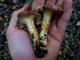 Cantharellus lewisii image