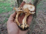 Cantharellus lewisii image