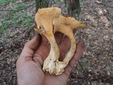 Cantharellus lewisii image