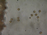 Cortinarius infractus image