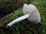 Pluteus exilis image