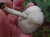 Pluteus exilis image