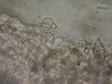 Pluteus exilis image